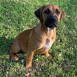 Photo of Chutney