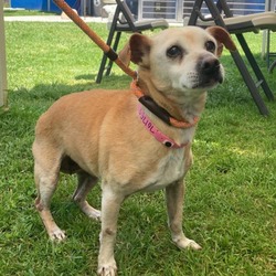 Photo of *PRISCILLA