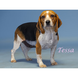 Photo of Tessa (D24-080)