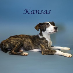 Thumbnail photo of Kansas D24-113 #2