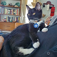 adopt a pet