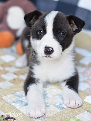 Montgomery, TX - Border Collie/Husky. Meet Cricket a Pet for Adoption ...