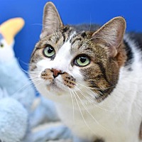 adopt a pet