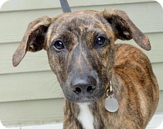 mountain cur mastiff mix