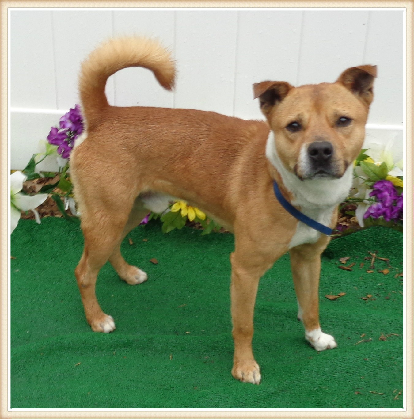 shiba inu boxer mix