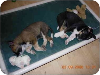 australian shepherd queensland heeler mix puppies roger adopted puppy thatcher az australian cattle dog australian shepherd queensland heeler mix puppies roger adopted puppy thatcher az australian cattle dog