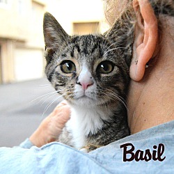 Thumbnail photo of Basil #3