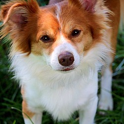 Thumbnail photo of CHASE(OUR PAPILLON-SO SWEET! #2