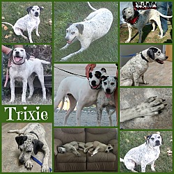 Thumbnail photo of TRIXIE #4