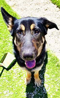 Studio City, CA - German Shepherd Dog. Meet Marty a Pet for Adoption ...