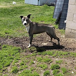 madison shelter jefferson animal county feona