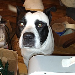 Photo of MILO