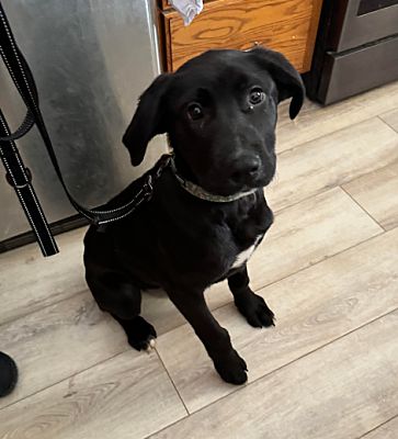 Brooklyn Center, MN - Labrador Retriever. Meet Bashful a Pet for ...