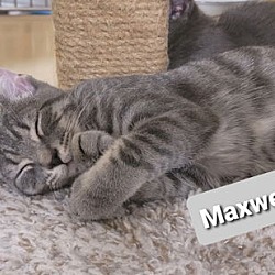 Thumbnail photo of Maxwell #1