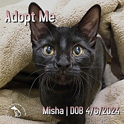 Thumbnail photo of Misha #1