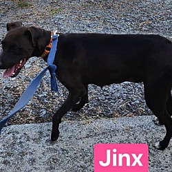 Thumbnail photo of Jinx (2yo,30lbs) #3