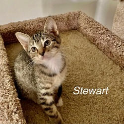 Thumbnail photo of Stewart #1