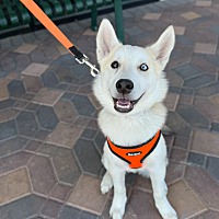adopt a pet