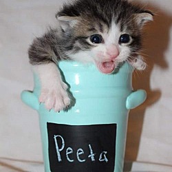 Thumbnail photo of Peeta #1