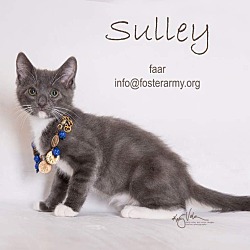 Photo of Sulley