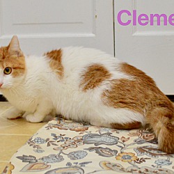 Thumbnail photo of Clementine #2