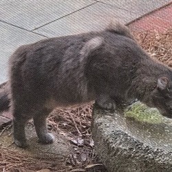 Thumbnail photo of *Smokey #2