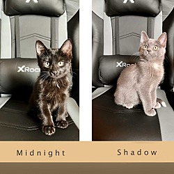 Thumbnail photo of Midnight & Shadow-bonded pair #2