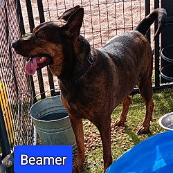 Thumbnail photo of Beamer (New Mexico green) #1