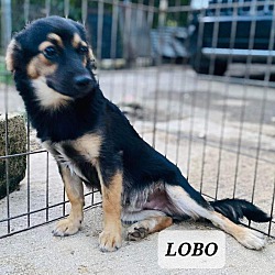 Thumbnail photo of Lobo #1