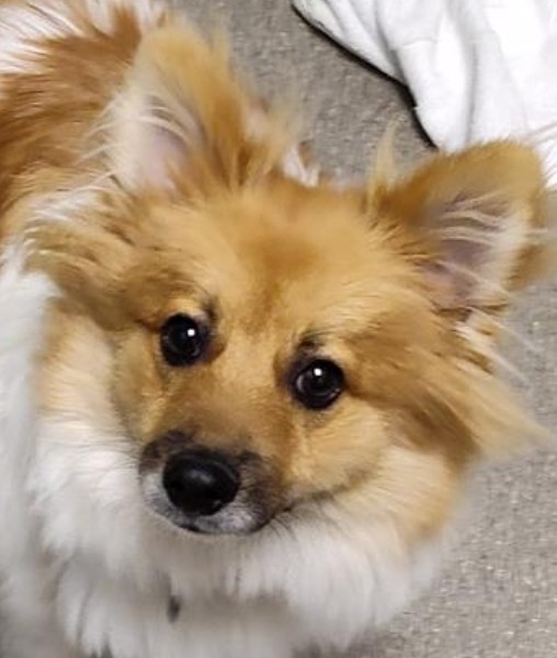 Adopt zoomer a Brown/Chocolate - with White Pomeranian / Mixed dog in ...