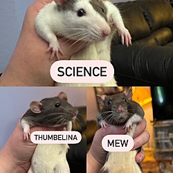 Photo of Science, Thumbelina, & Mew