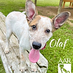 Thumbnail photo of Olaf #3