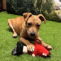 adopt a pet