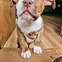 adopt a pet