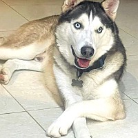 adopt-pet