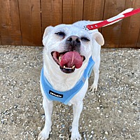 adopt a pet