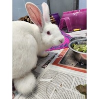 adopt-pet