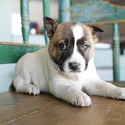 San Antonio, TX - Akita/Labrador Retriever. Meet Bella a Pet for