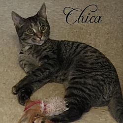 Thumbnail photo of Chica #3