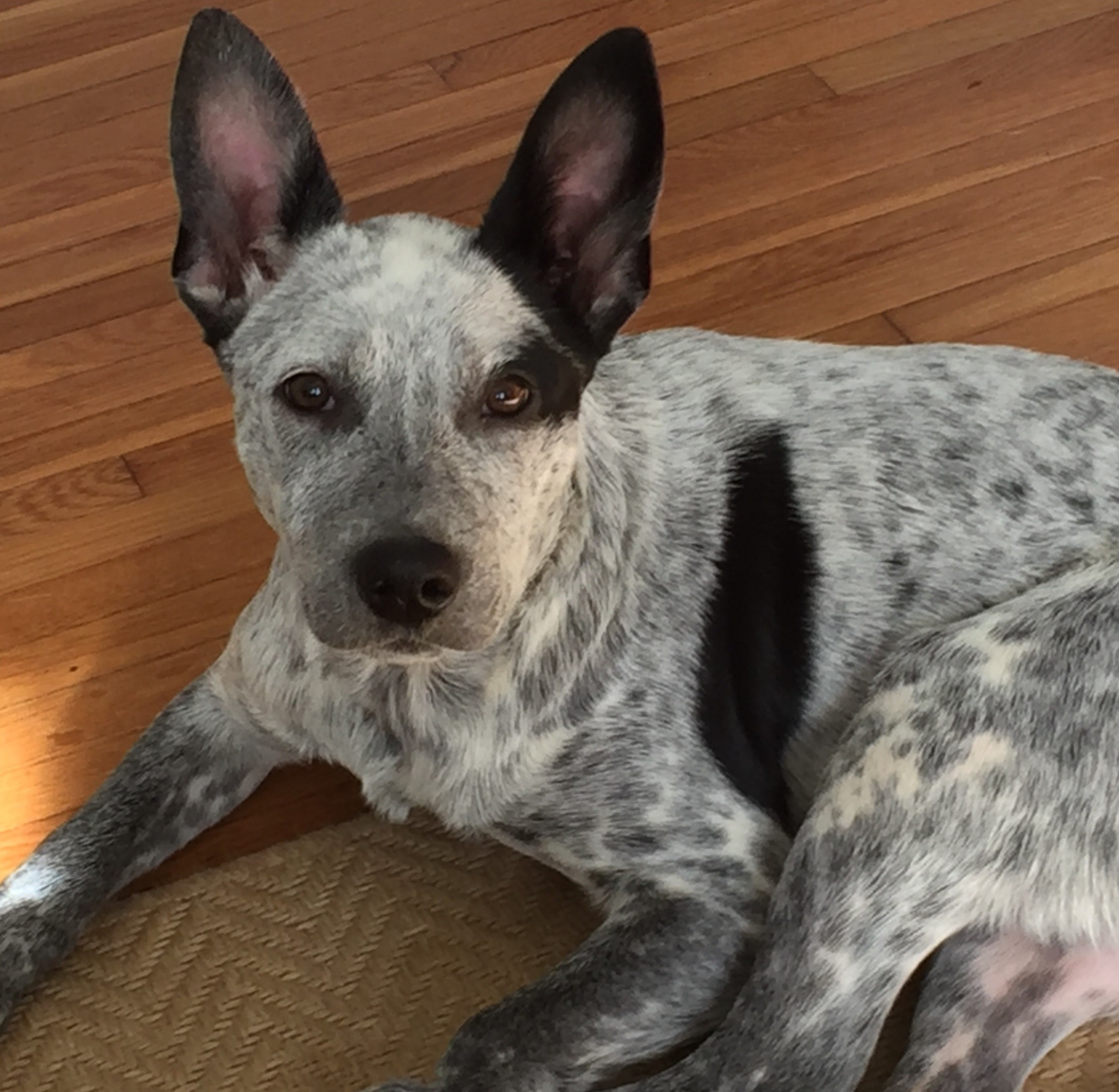 Harrisonburg Va Blue Heeler Meet Layla A Pet For Adoption