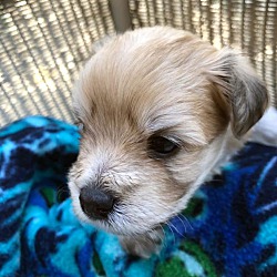 Thumbnail photo of Male Puppy #1