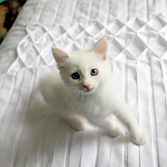 Adopt A Pet PetSmart Charities