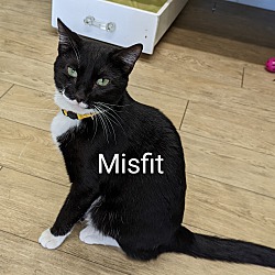 Photo of Misfit