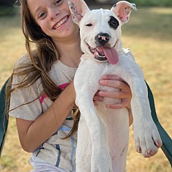 Thumbnail photo of Oreo: adoption pending #3