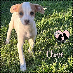 Photo of Clove