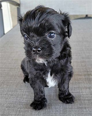 Corona, CA - Maltese. Meet Onyx a Pet for Adoption - AdoptaPet.com