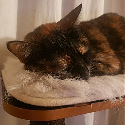 Thumbnail photo of MAKI - Offered by Owner - Tortie Girl #2