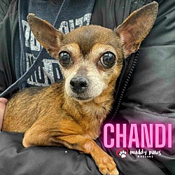 Photo of Chandi - Adoption Pending