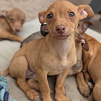 adopt a pet