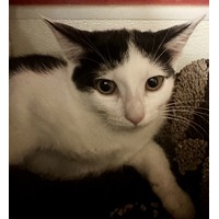 adopt-pet